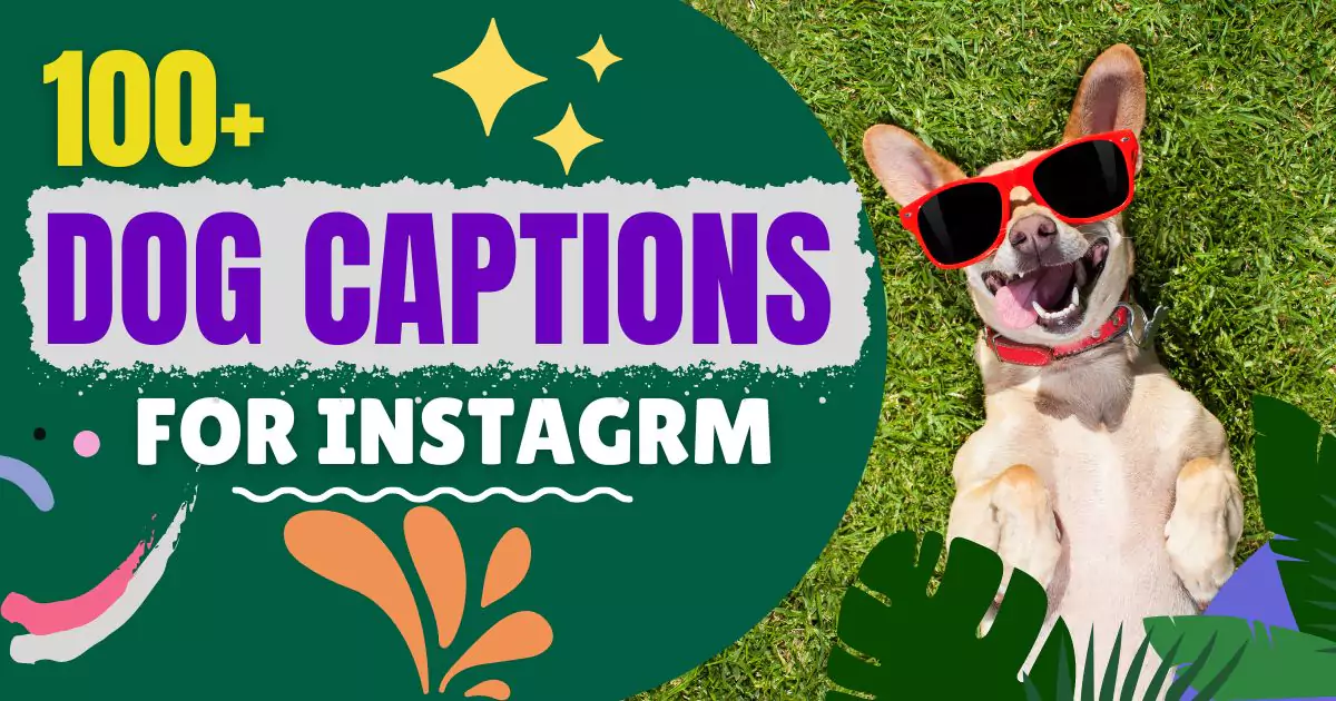 100 Dog Captions for Instagram(Short, Cute, Funny, etc.) - Captions Byte